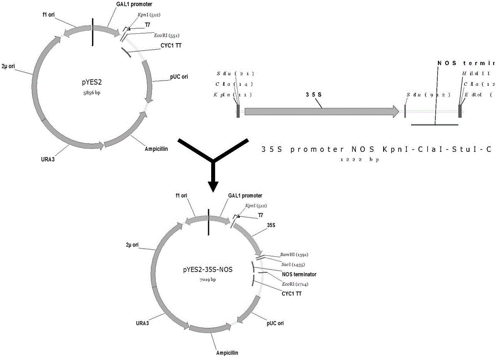 Transgenic method capable of increasing grease content of nutritive tissue of plants, expression vector and application