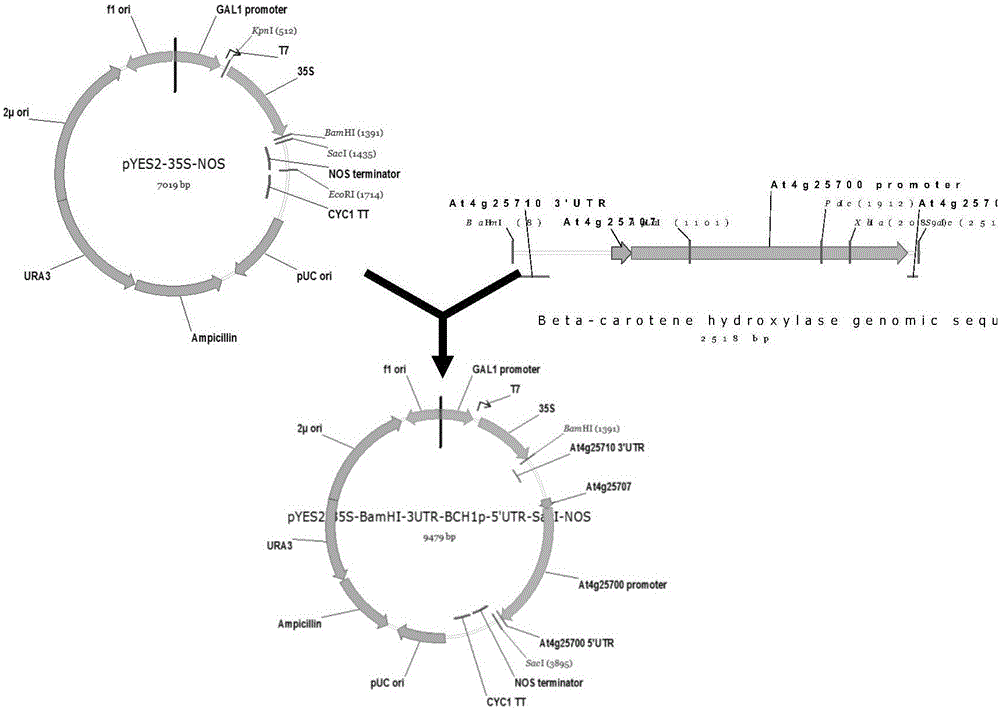 Transgenic method capable of increasing grease content of nutritive tissue of plants, expression vector and application