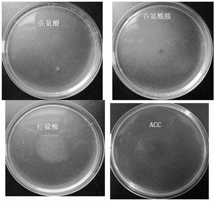 Application of 1-aminocyclopropane-1-carboxylic acid as bacterial chemotactic substance