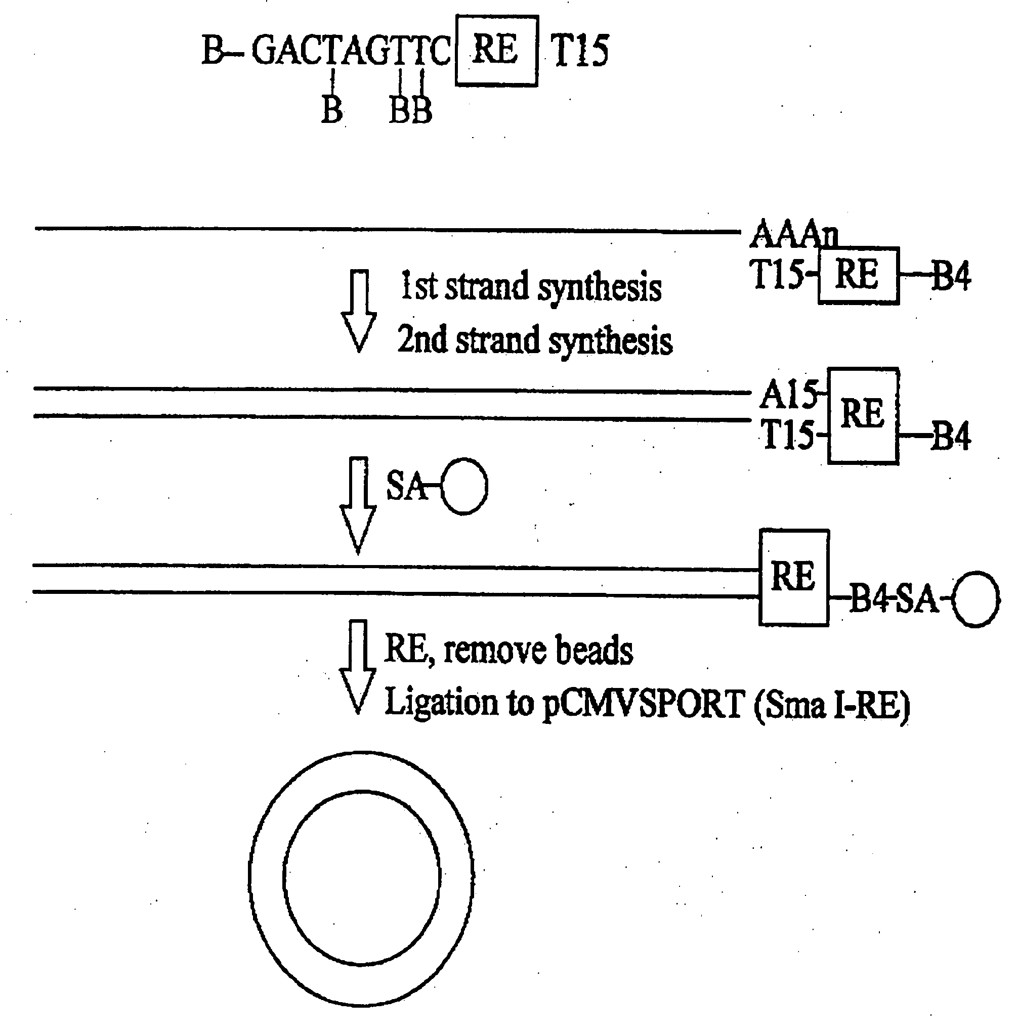 Methods For Production And Purification Of Nucleic Acid Molecules
