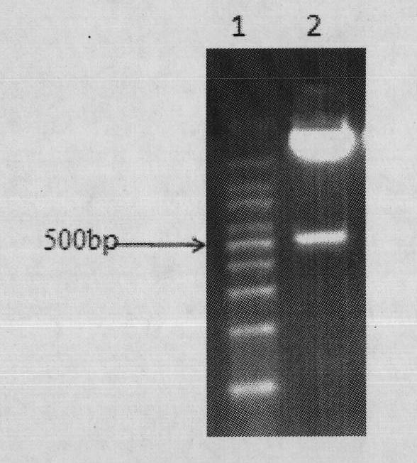 Preparation and application of IL-15 isoform protein of mice
