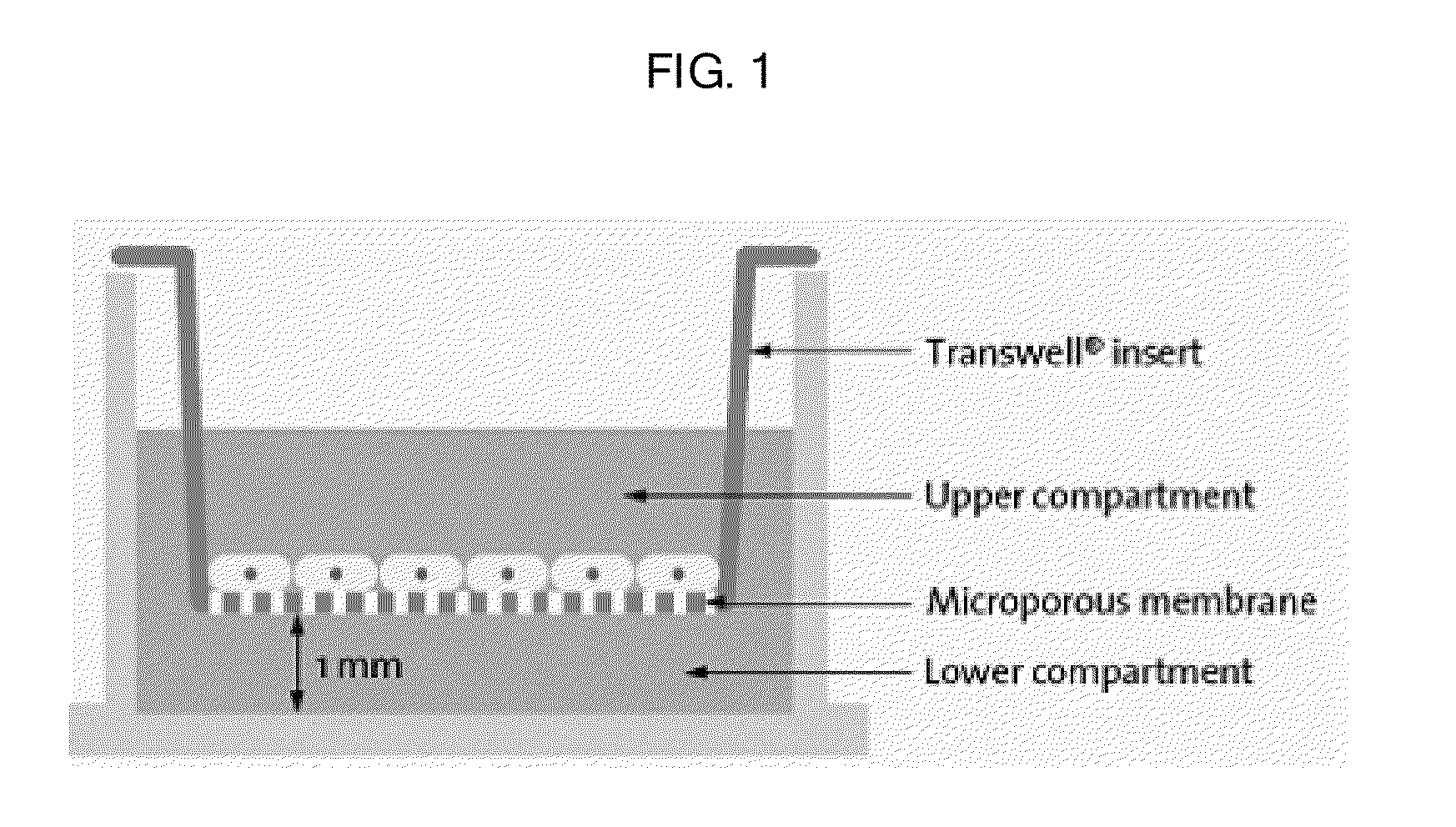 Composition containing human umbilical cord blood-derived mesenchymal stem cell for inducing differentiation and proliferation of neural precursor cells or neural stem cells to neural cells
