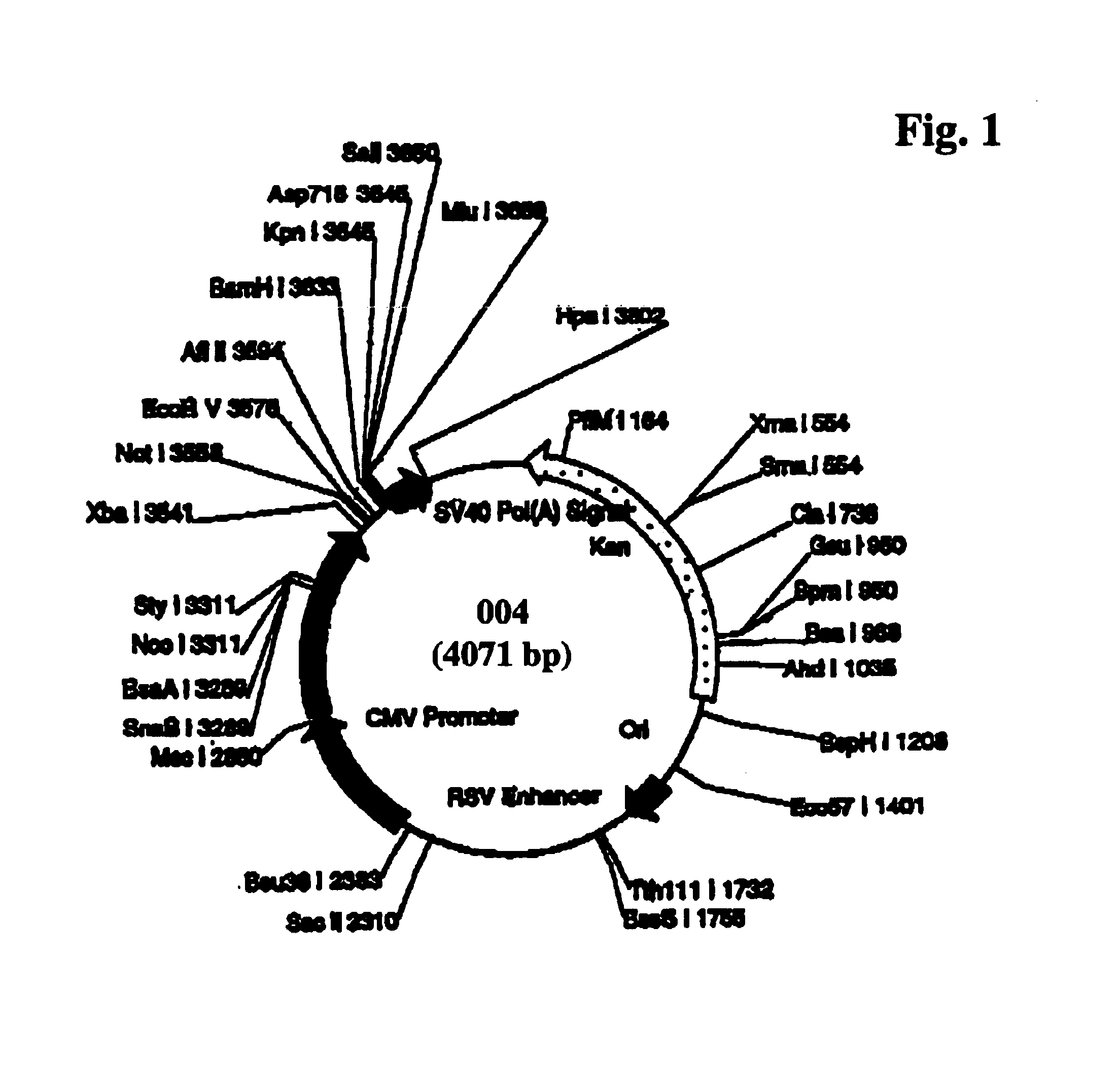 Expression system for cloning toxic genes