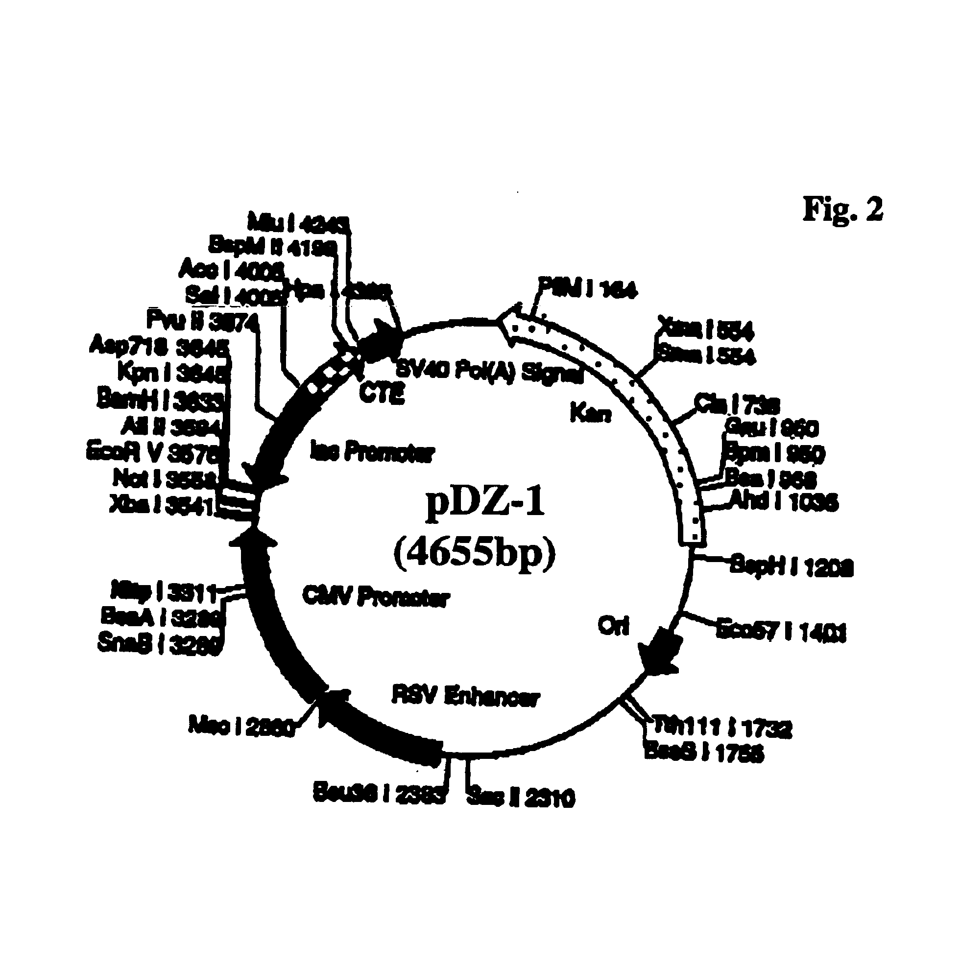 Expression system for cloning toxic genes