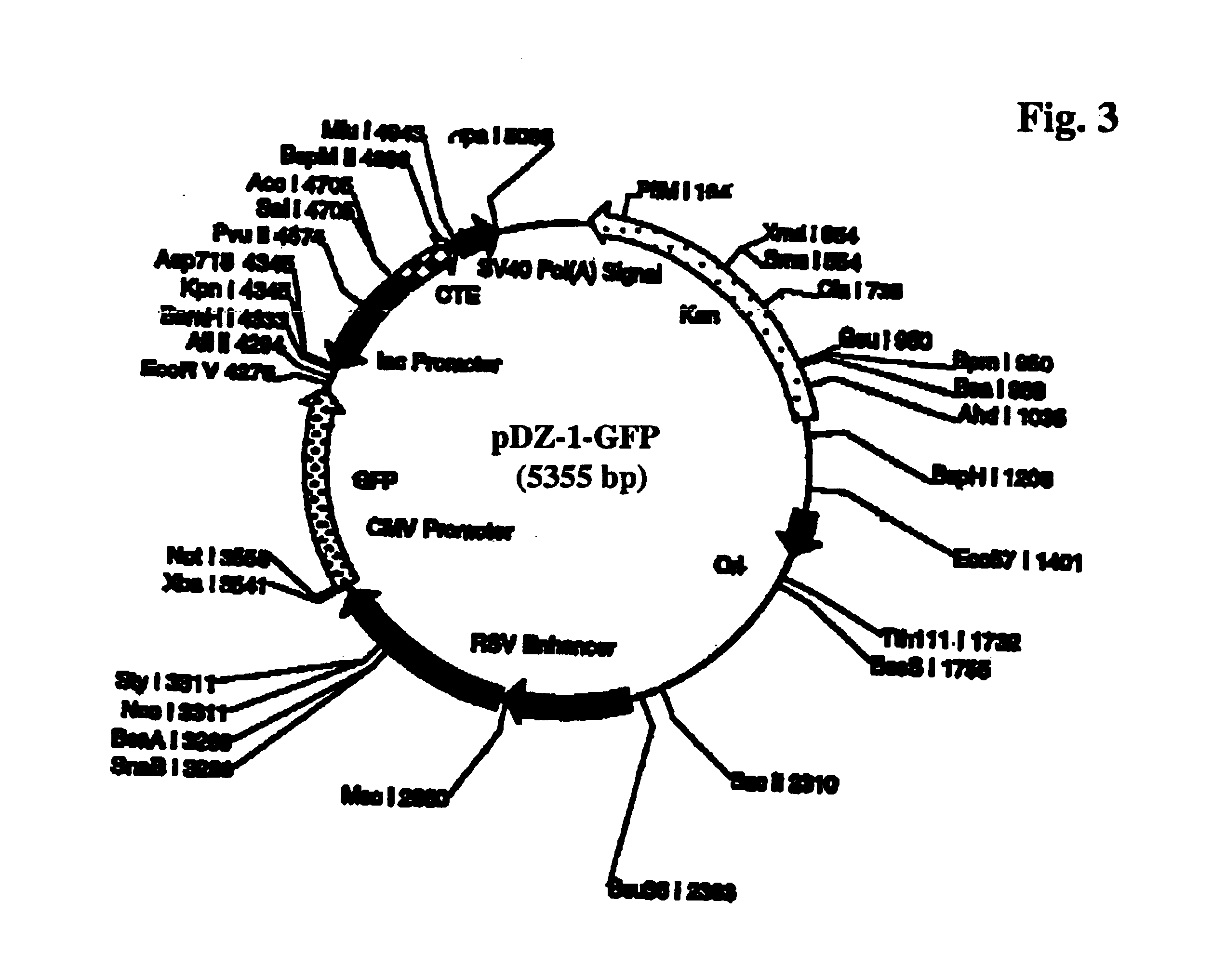 Expression system for cloning toxic genes