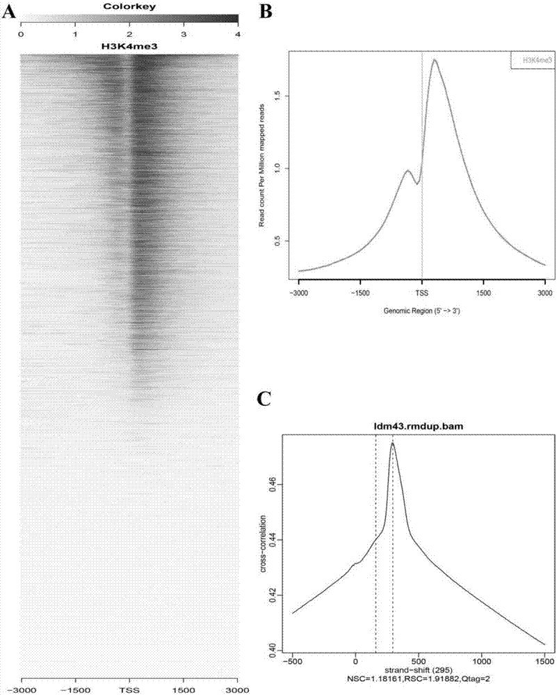 Pig tissue chromatin immunoprecipitation processing method