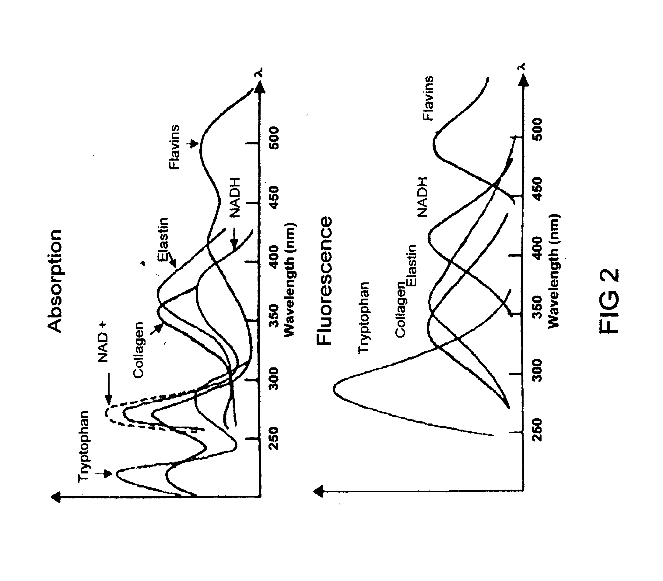 Method and Apparatus for Cervical Cancer Screening