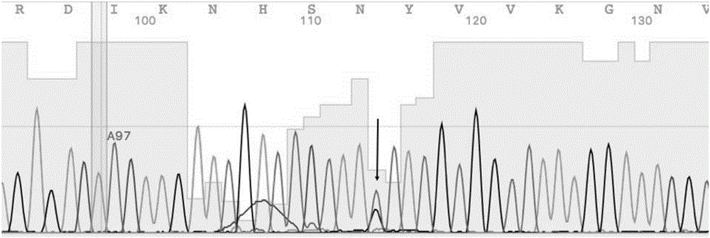 Diagnostic kit and method for detecting human C-Kit gene exon 17 mutations