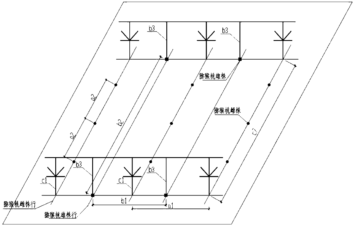 Kiwifruit 'Ping-shaped (Chinese character Pinyin) floor stand' cultivation method