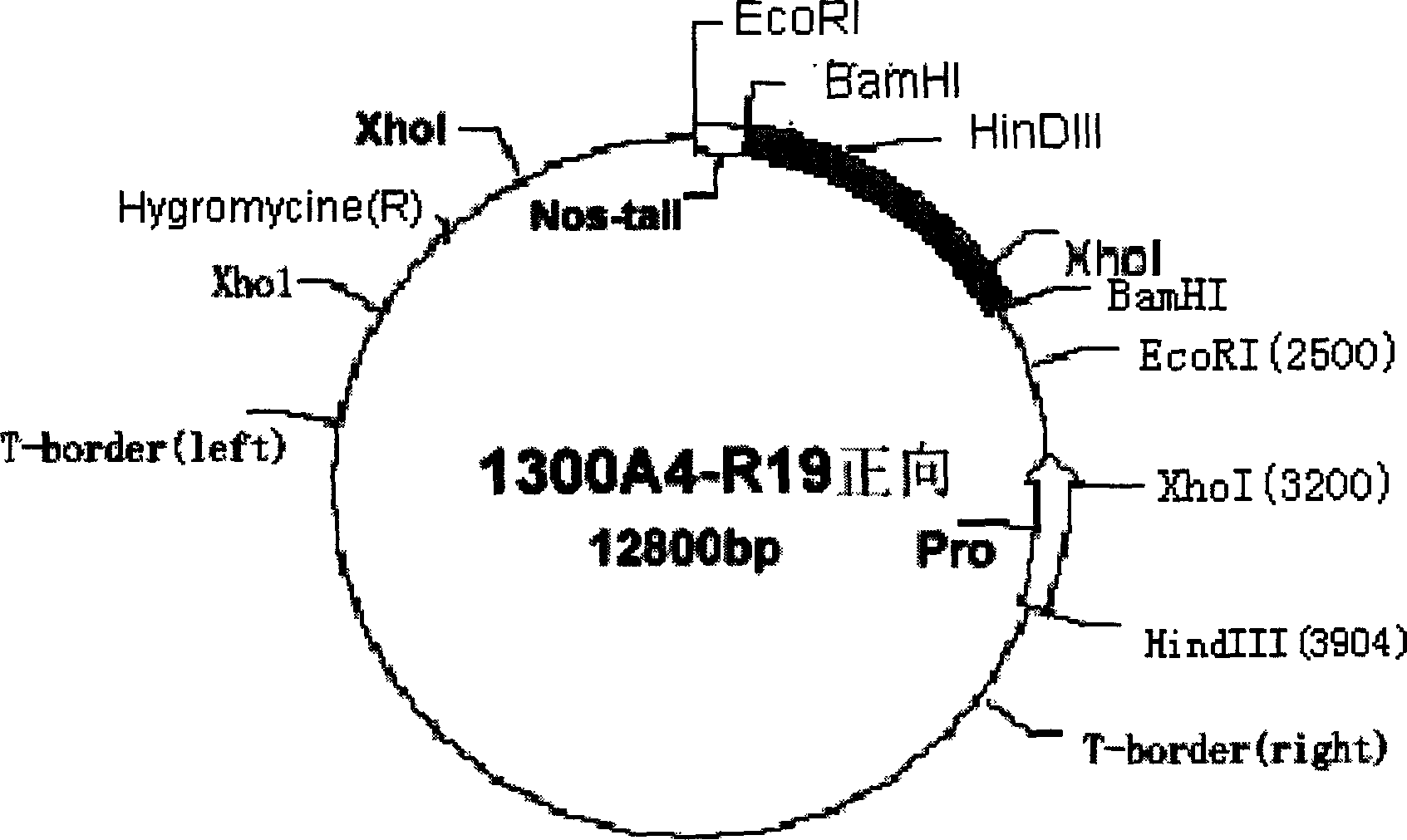 Method for preparing transgene using rice calmodulin binding protein kinase gene and its use