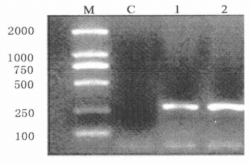 High expression of tenebrio molitor antibacterial peptide TmAMP3m in escherichia coli and application of TmAMP3m