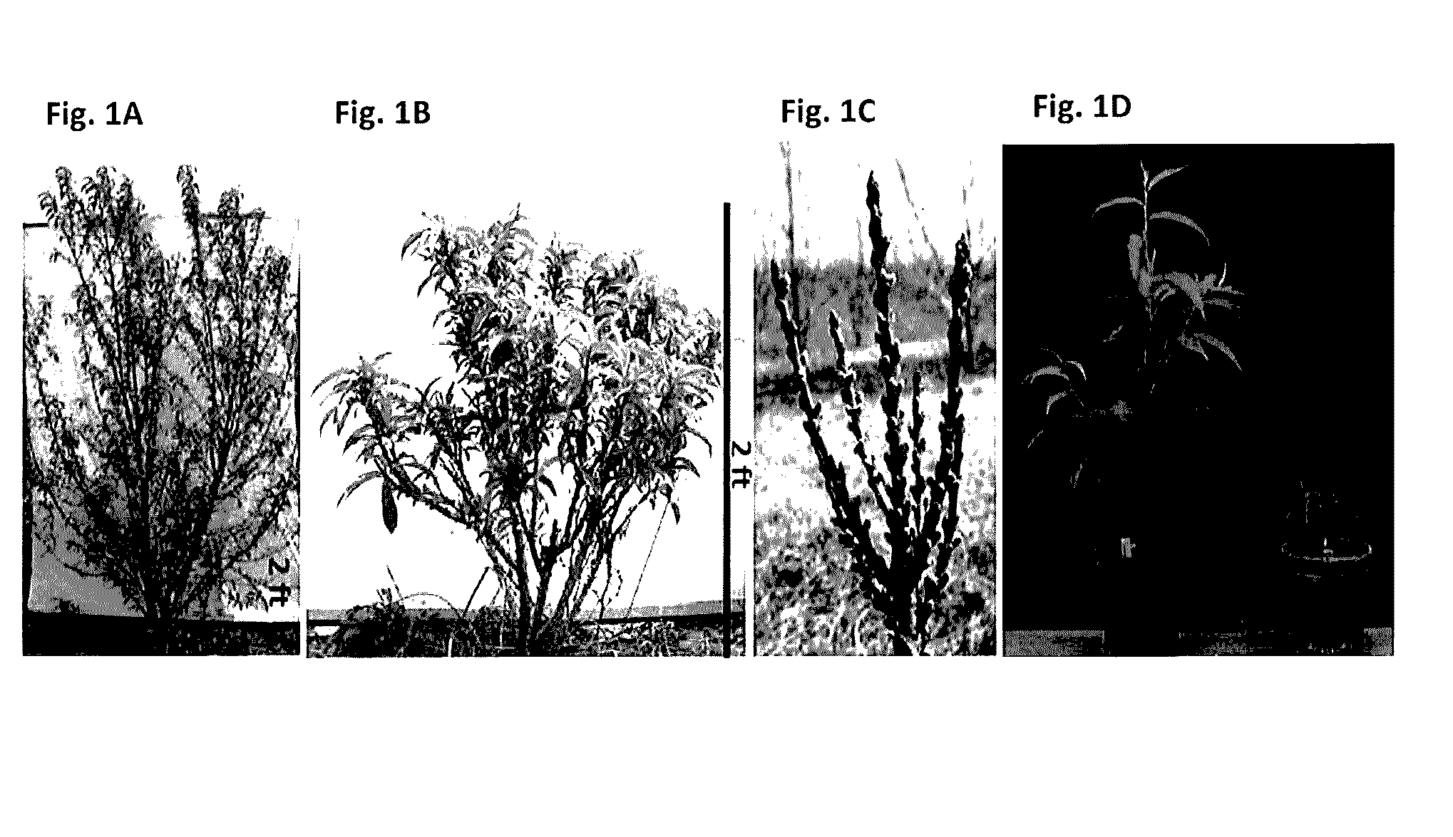 Effect of PpeGID1c on Vegetative Growth of Fruit Trees