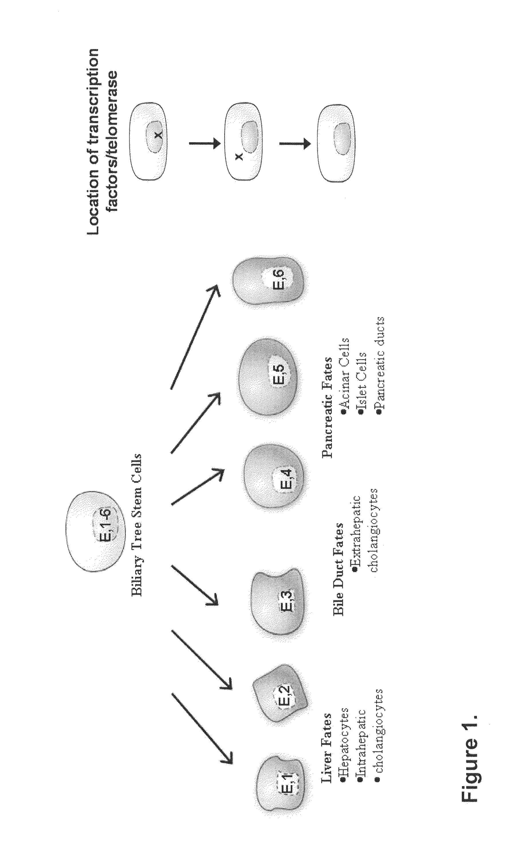 Multipotent stem cells from the extrahepatic biliary tree and methods of isolating same