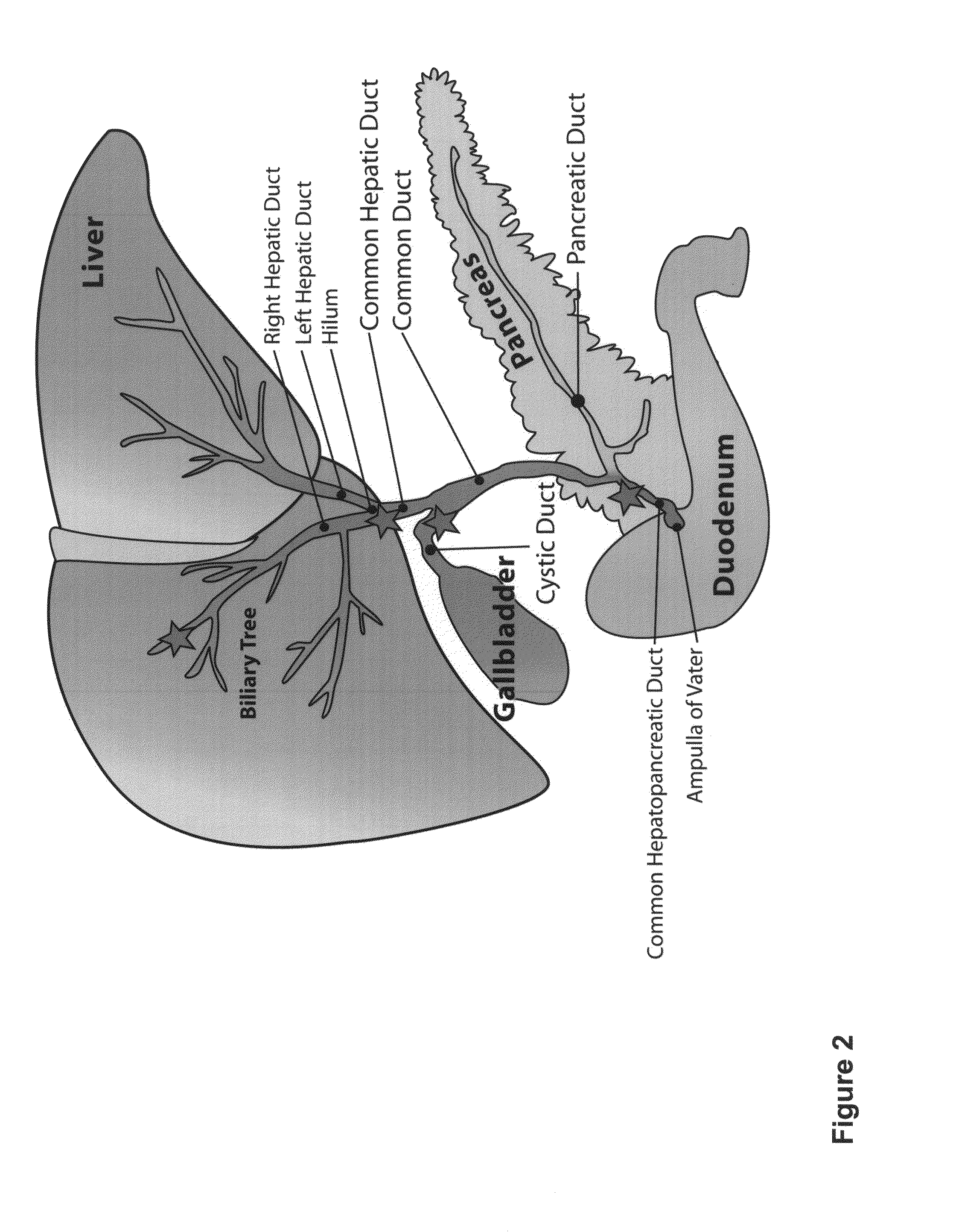 Multipotent stem cells from the extrahepatic biliary tree and methods of isolating same