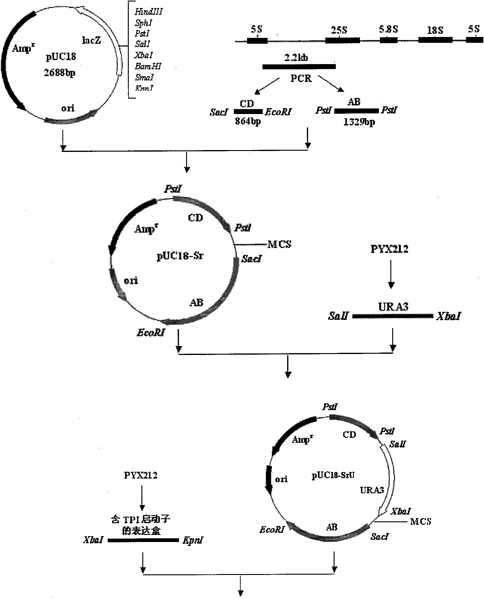 Yeast for dietary therapy of diabetes and construction method thereof