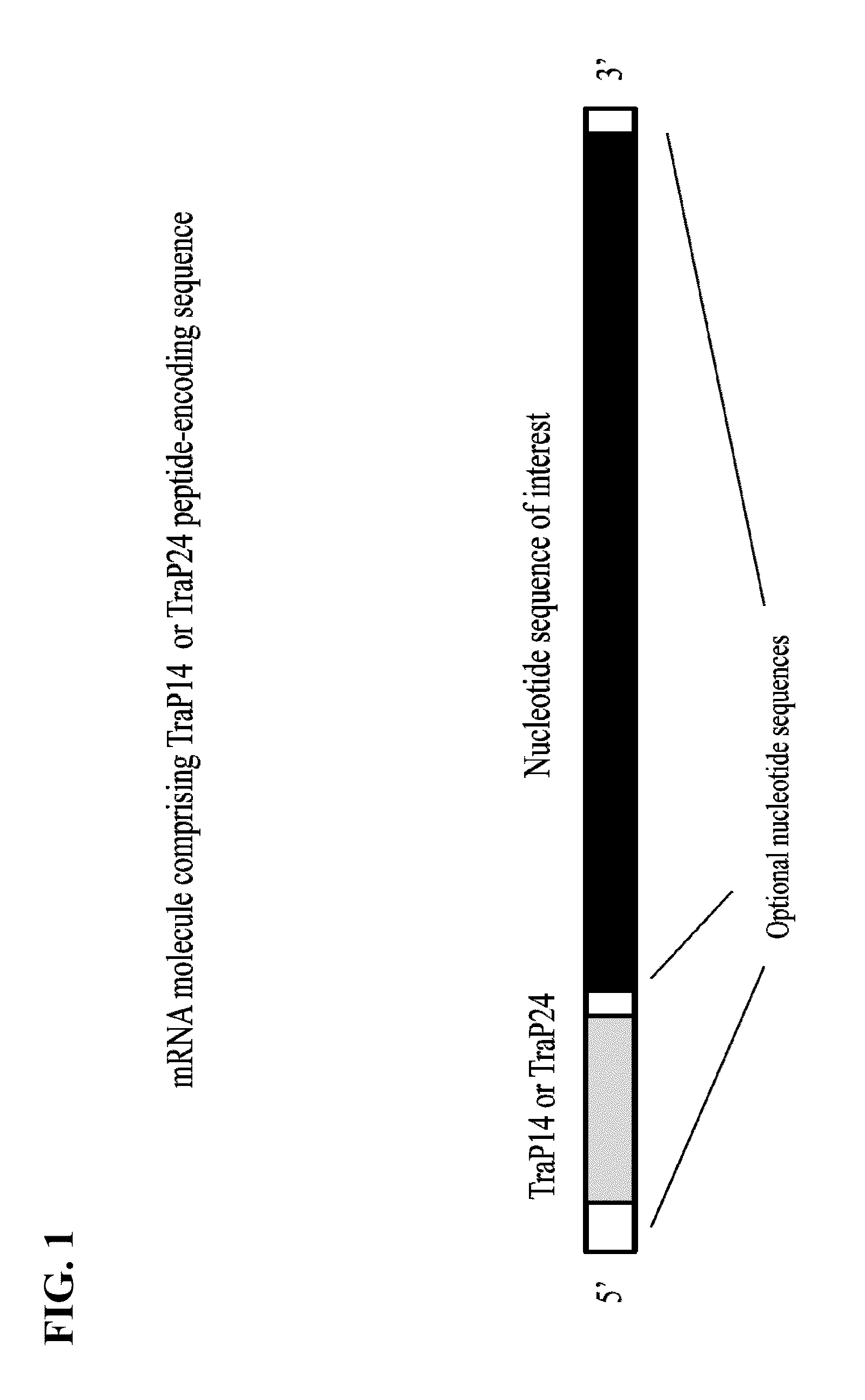 Chloroplast transit peptide
