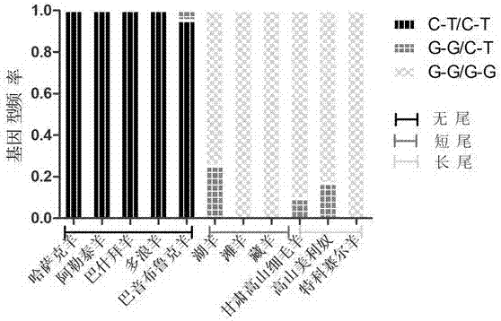 Molecular marker correlated with tailless phenotype of fat-rumped sheep in China and application of molecular marker