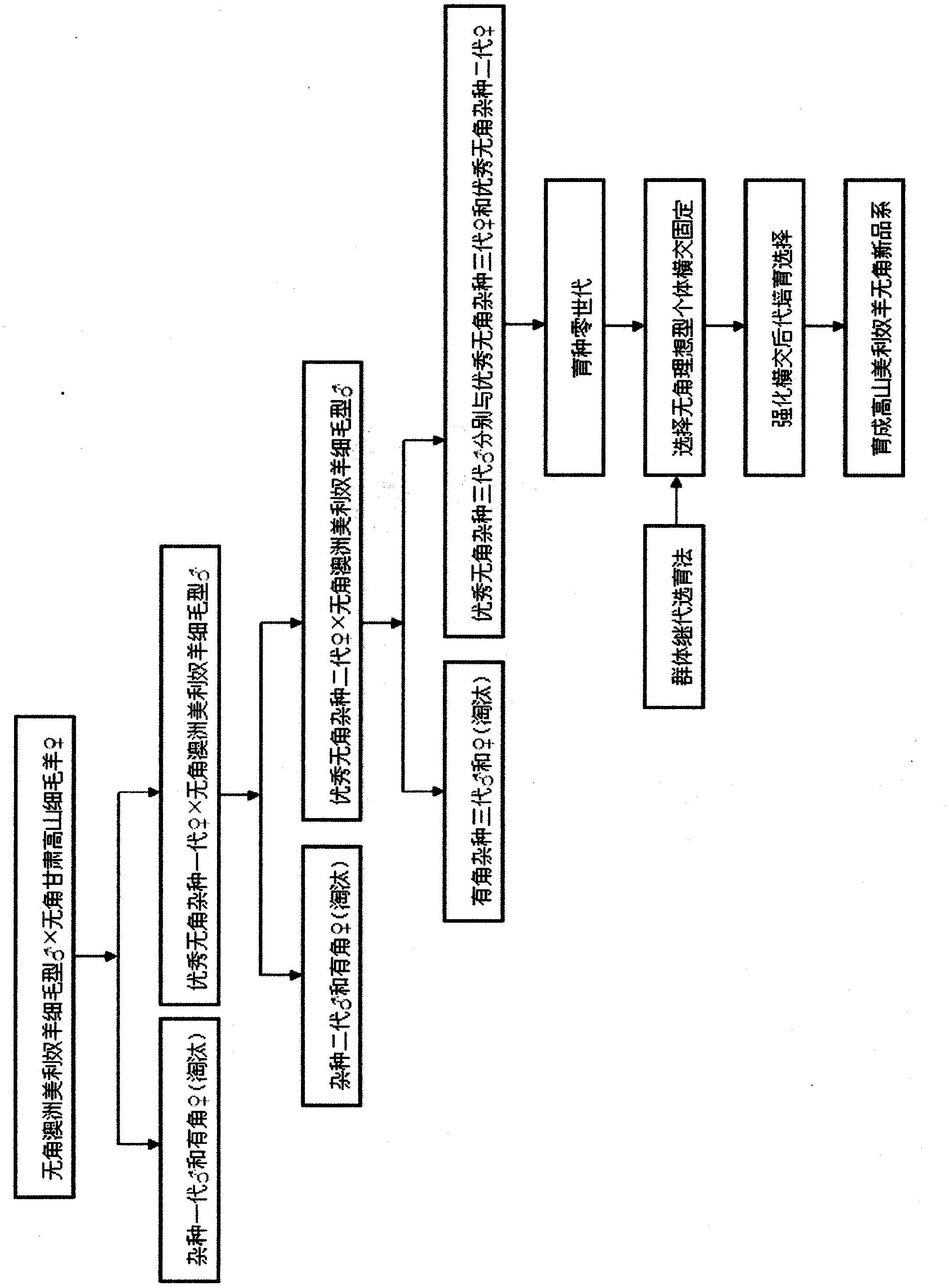 Cultivating method of polled alpine merino strain