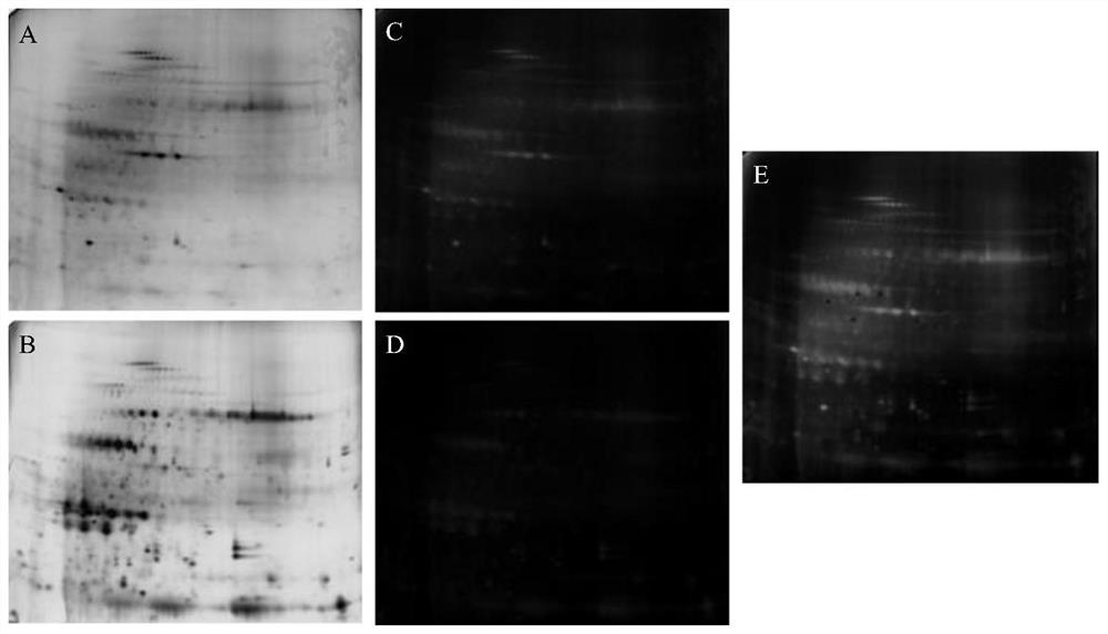 A Method for Extracting Rice Leaf Plasma Membrane Phosphorylated Proteins Suitable for Two-dimensional Electrophoresis