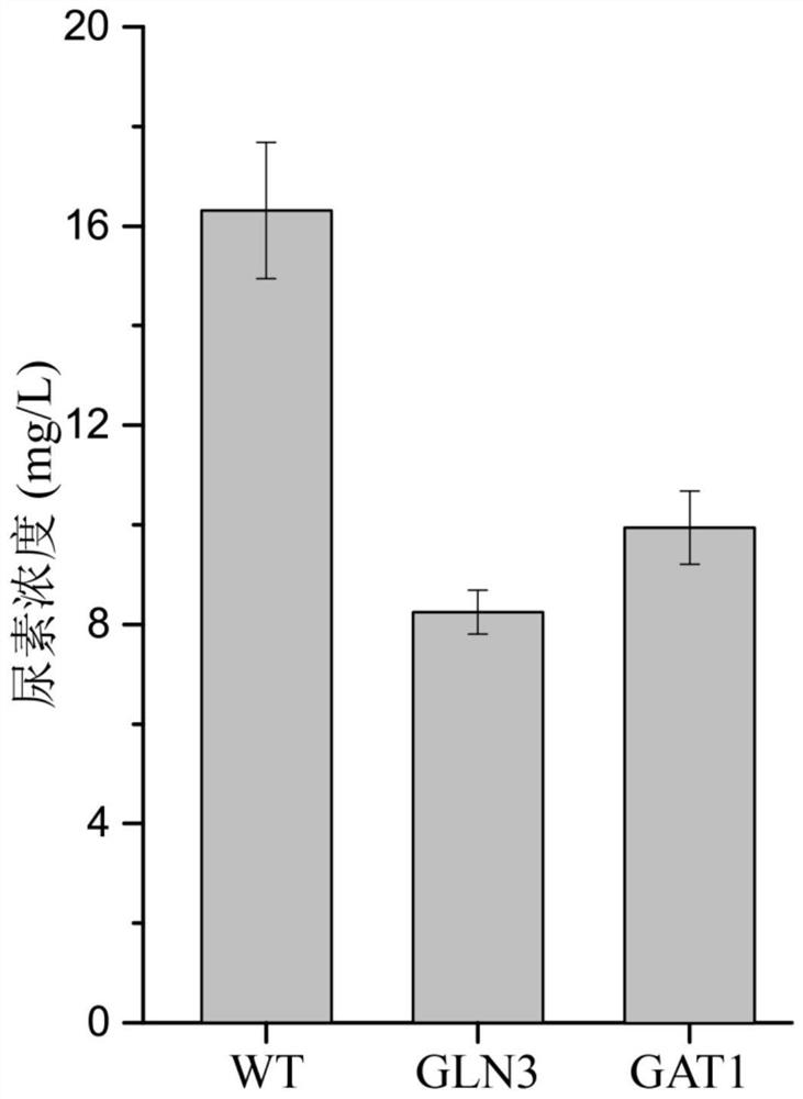 A method of regulating transcriptional activators to reduce urea accumulation in rice wine yeast
