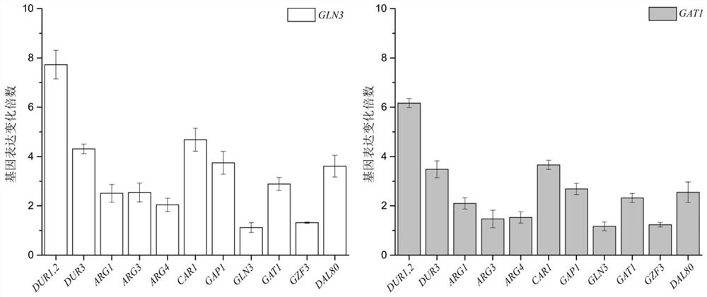A method of regulating transcriptional activators to reduce urea accumulation in rice wine yeast