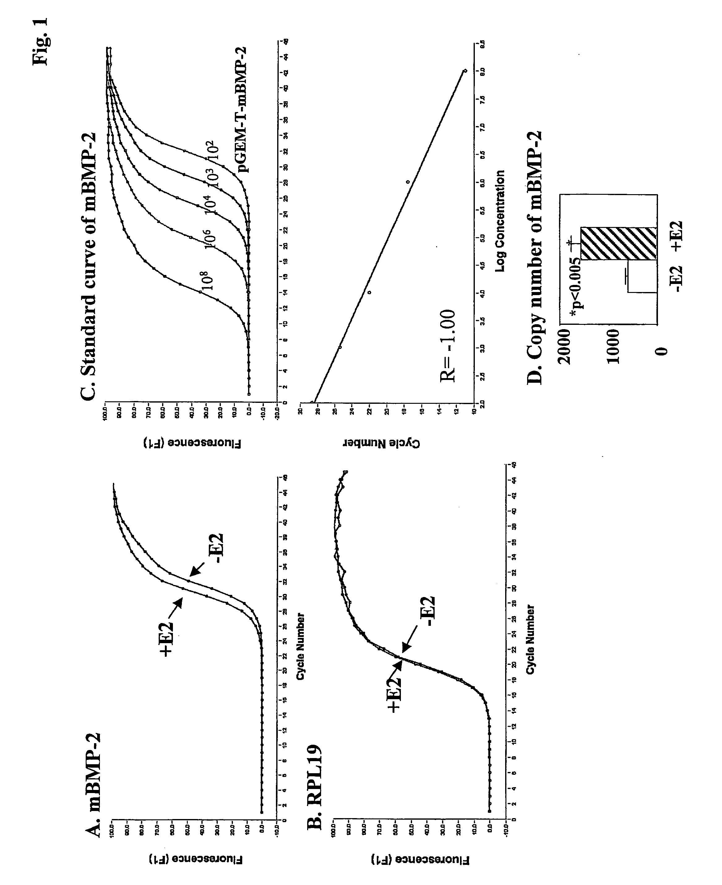 BMP-2 estrogen responsive element and methods of using the same