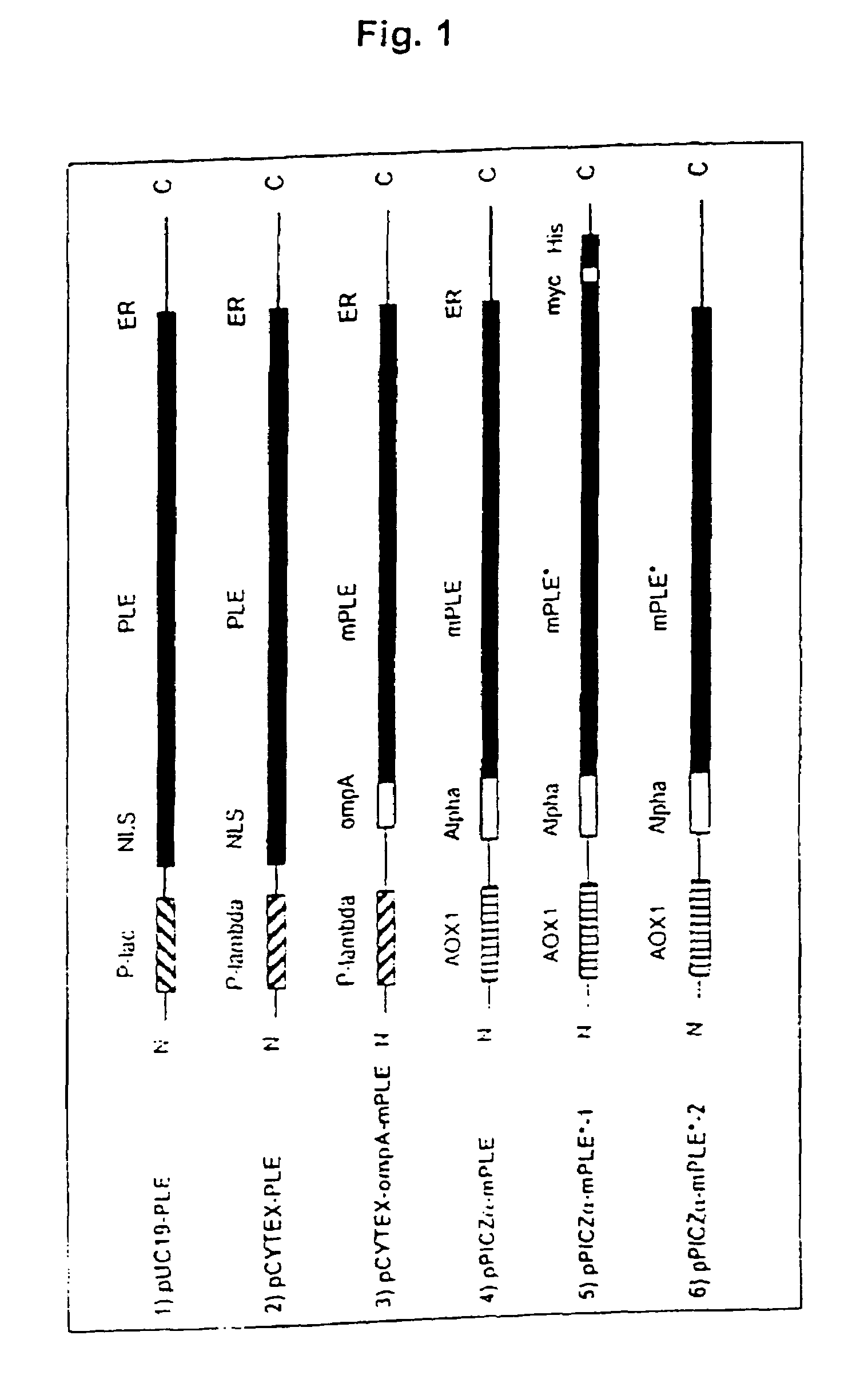 Recombinant porcine liver esterases, their use and a method for the production thereof