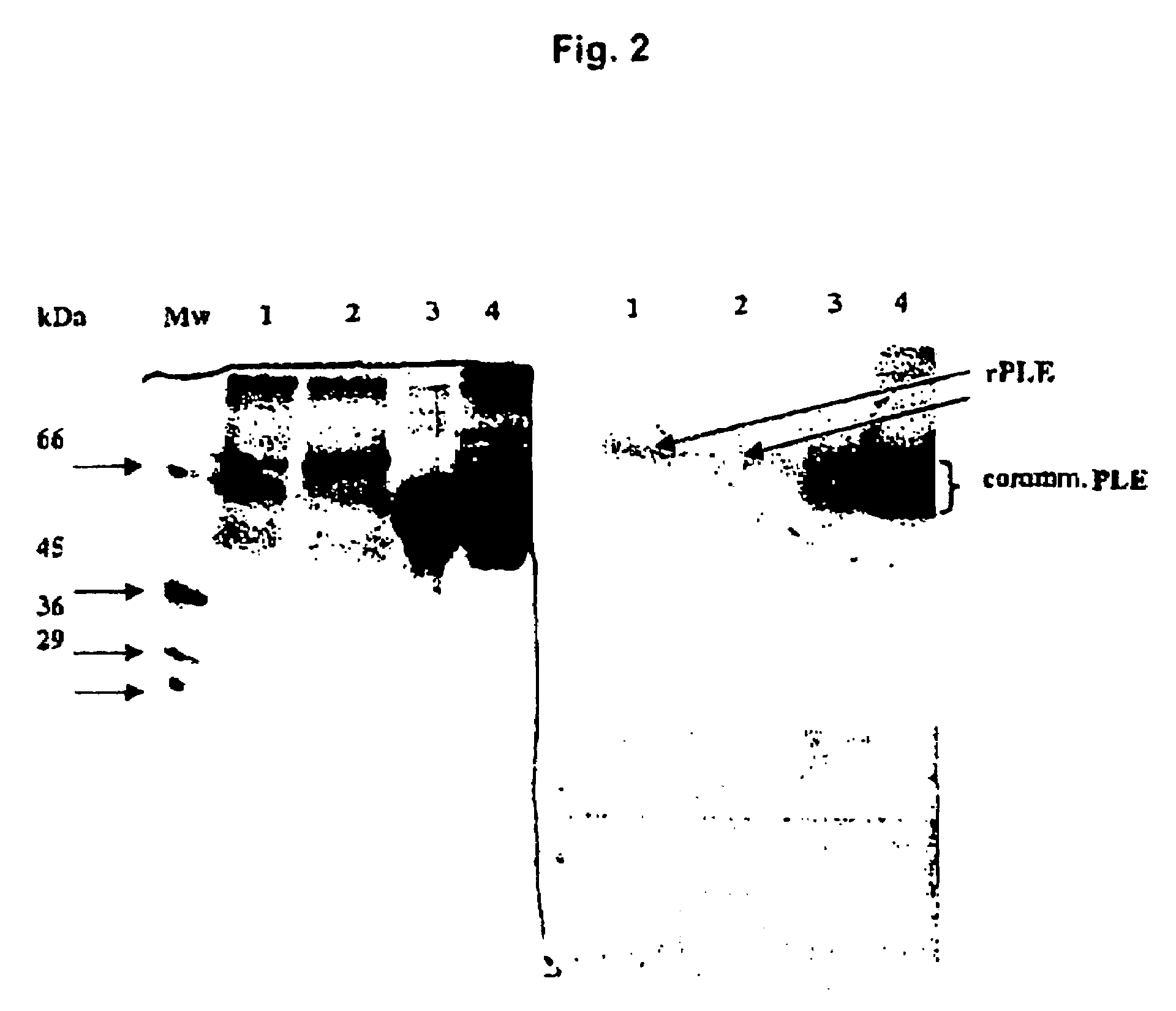 Recombinant porcine liver esterases, their use and a method for the production thereof