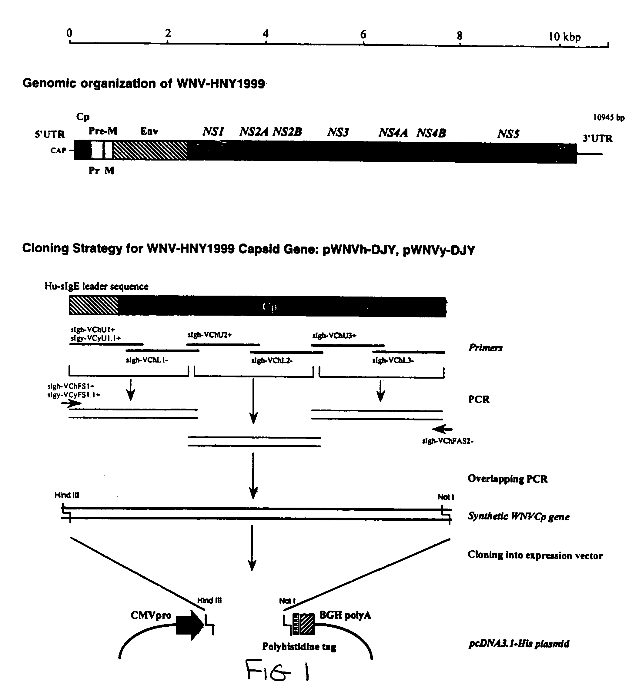 Method of inducing cell death using West Nile virus capsid protein