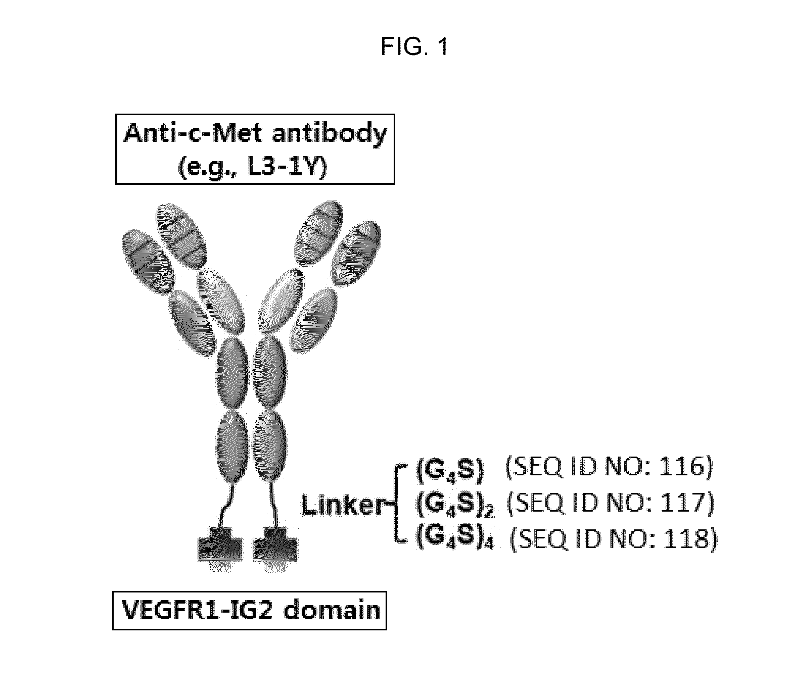 Fusion protein comprising Anti-c-met antibody and vegf-binding fragment