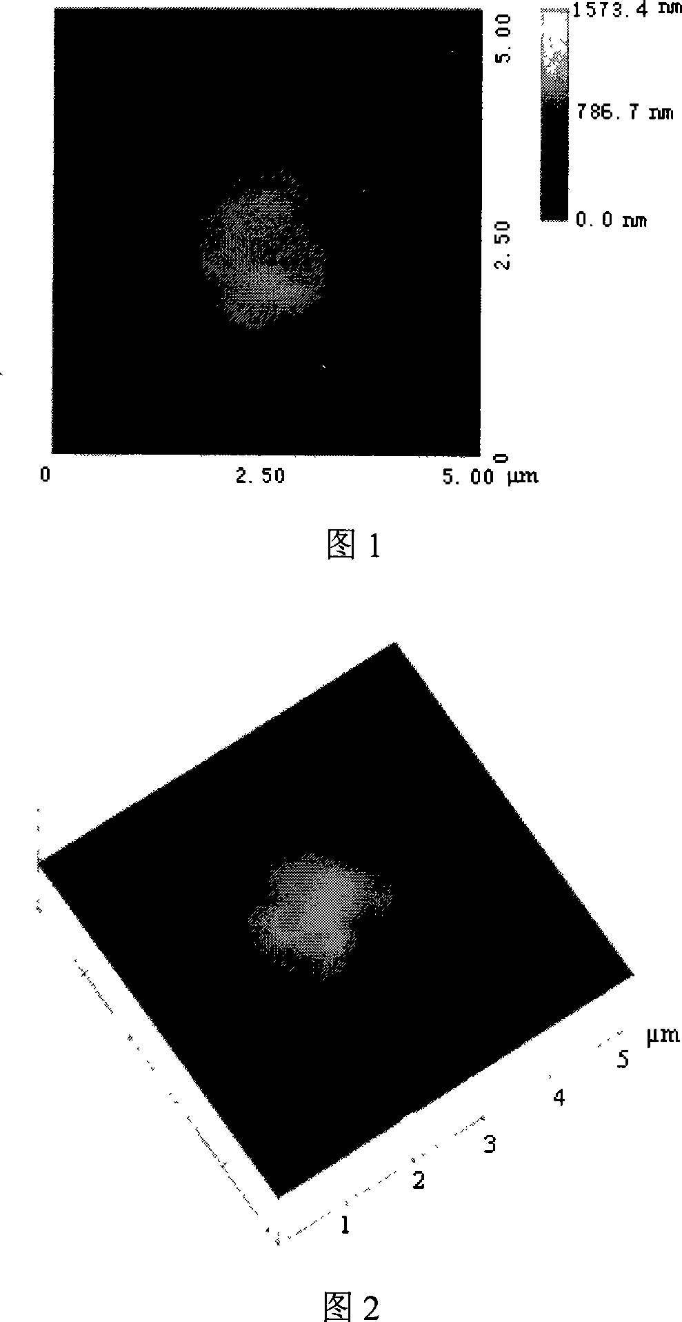 Biological demanganization functional bacterium