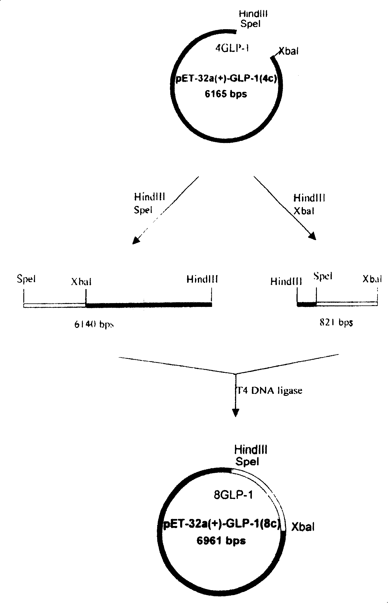 High efficiency experssino human glicentin-1 gene engineering bacteria and its construction method and use