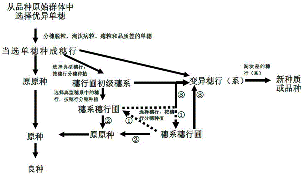 Method of purification rejuvenation and screening variation of wheat varieties