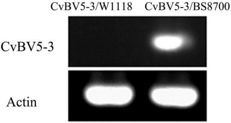 Application of CvBv5-3 gene to reduction of immunity of fruit fly and preparation of fruit fly model with low immunity