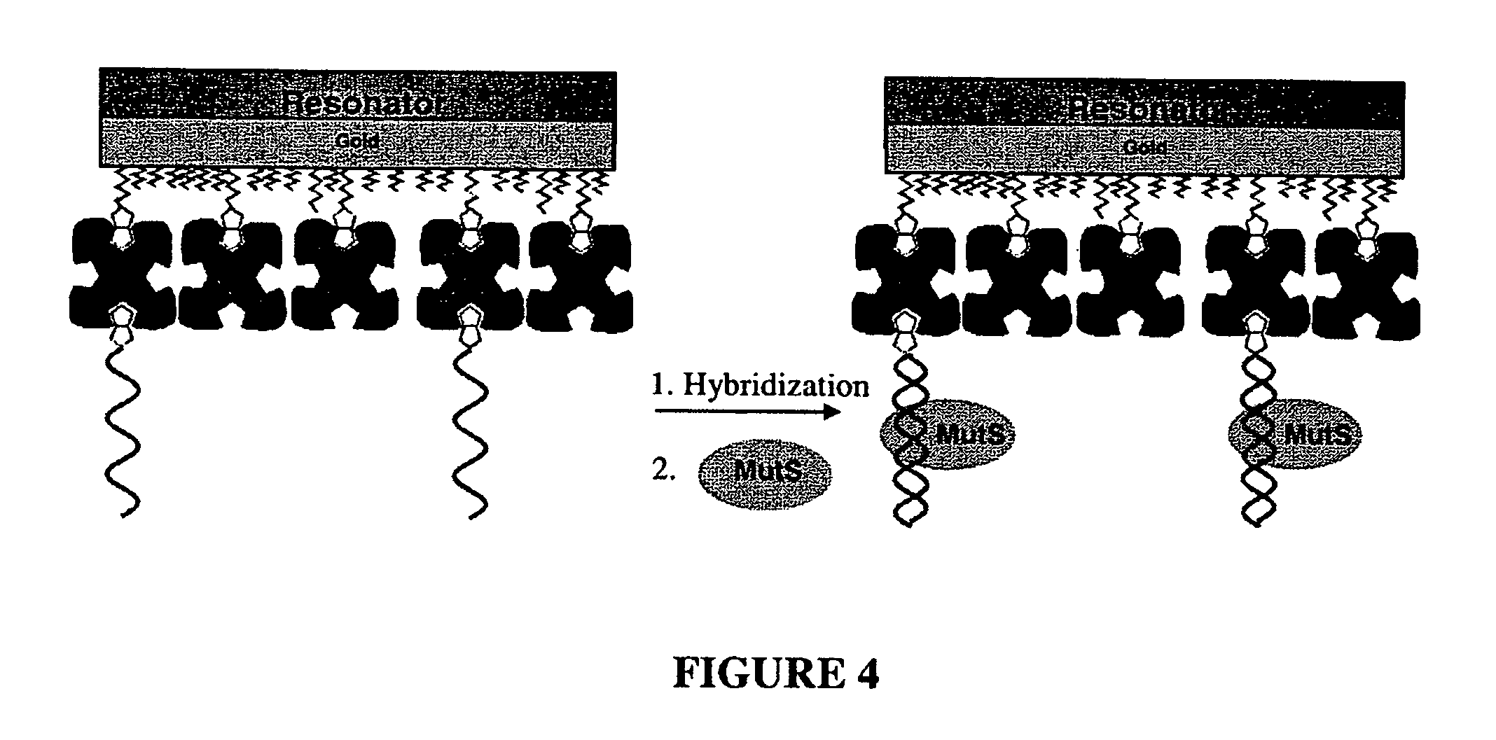 Device and method of detecting mutations and polymorphisms in DNA