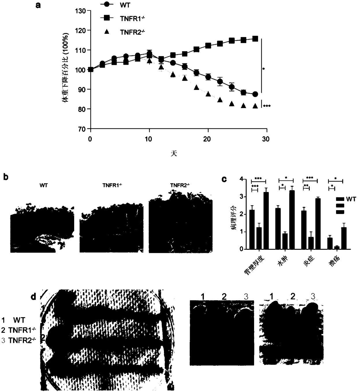 Application of TNFR1 gene and encoded protein thereof