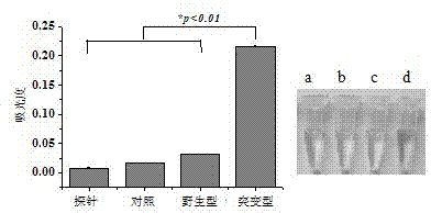 Visualized detection probes and application thereof in tuberculosis rifampicin resistance mutation detection