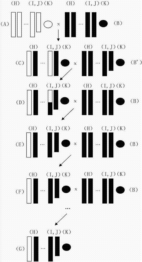 Construction of wild Mus musculus strain c57bl/6. Songjiang 3‑chr1 with chromosome 1 replacement