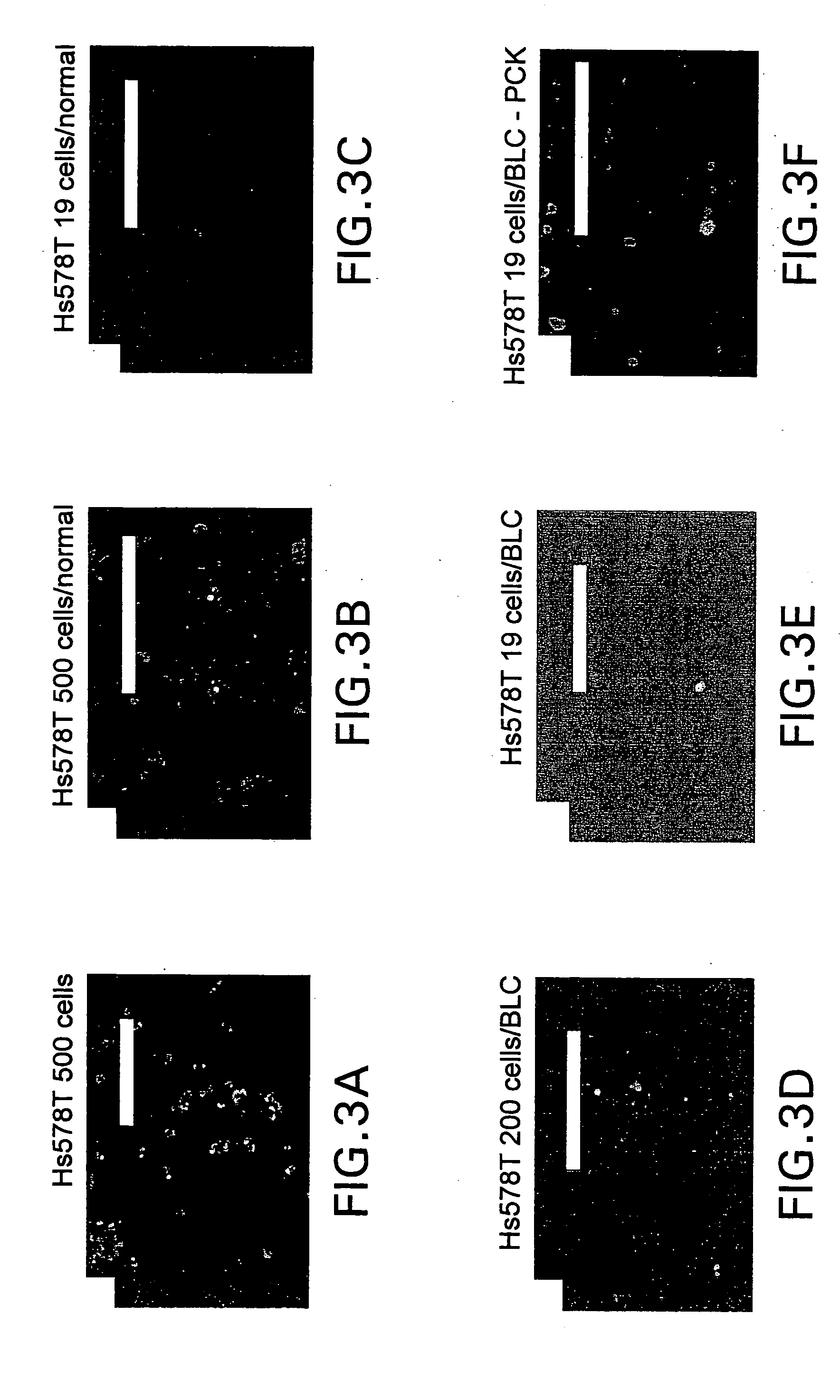 Methods and compositions for isolating metastatic cancer cells, and use in measuring metastatic potential of a cancer thereof