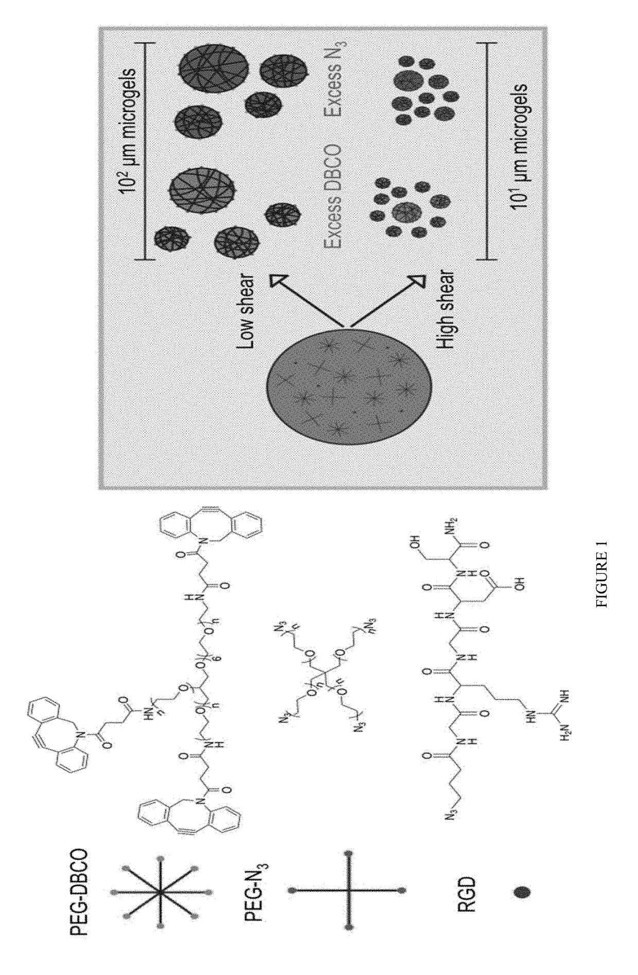 Synthesis and assembly of clickable microgels into cell-laden porous scaffolds