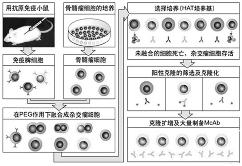 Application of cspsi-n protein cspsi-n in cucumber photosynthetic system i reaction center in resistance to melon blight