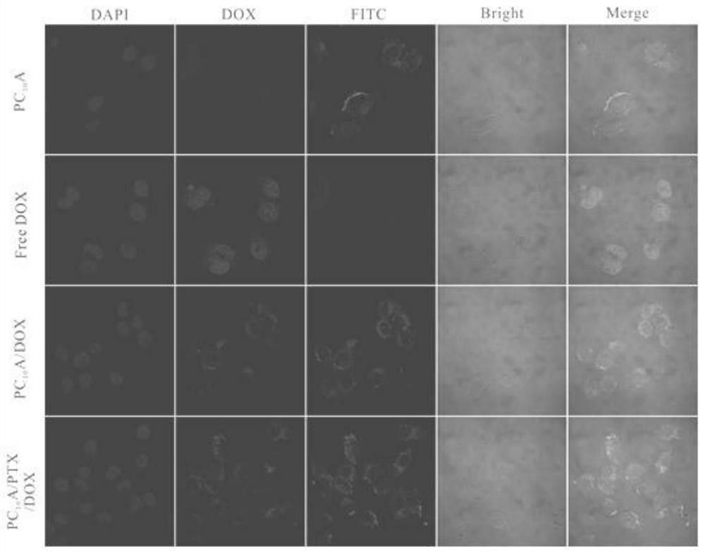 A kind of genetically engineered polypeptide nano hydrogel loaded with hydrophobic drugs and hydrophilic drugs and its preparation method