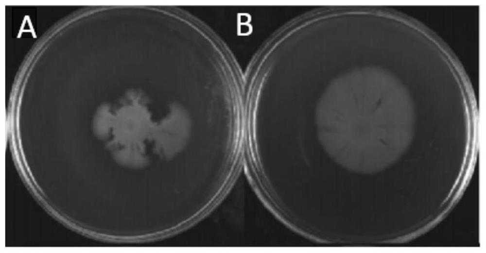 Bio-control inoculant for inhibiting streptococcus agalactiae as well as preparation method and application of bio-control inoculant