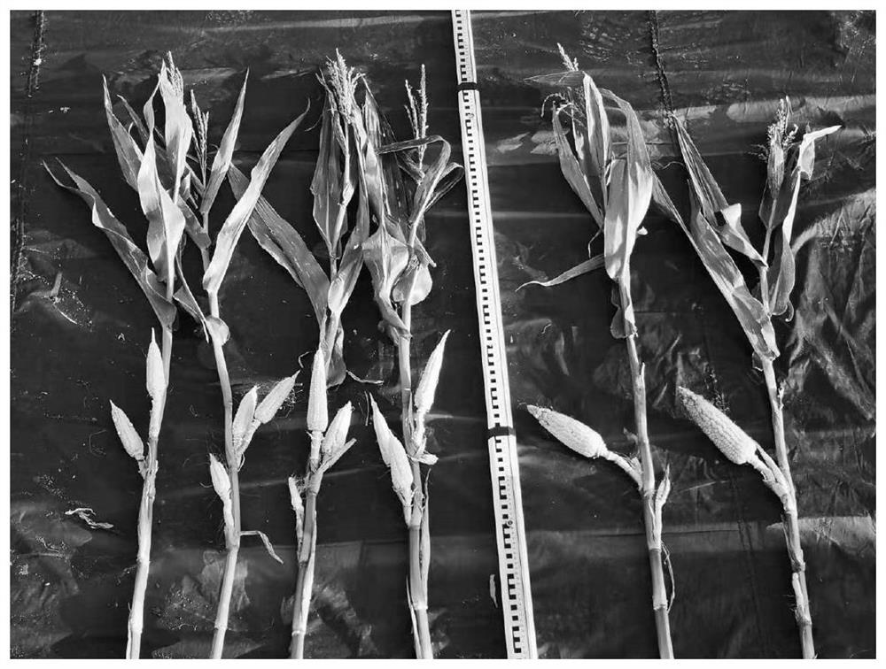 A gene controlling maize female traits and a kit, mutant genotype and method for creating a maize female sterile line