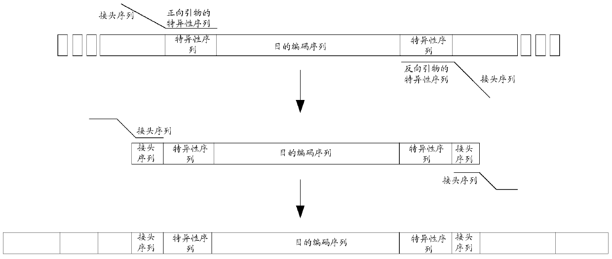 PCR primers and application for amplifying human breast cancer susceptibility genes brca1 and brca2 coding sequences