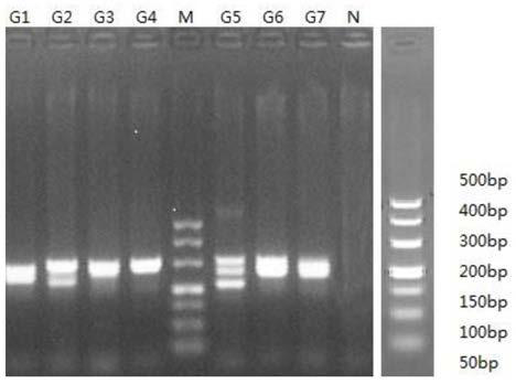 PCR primers and application for amplifying human breast cancer susceptibility genes brca1 and brca2 coding sequences