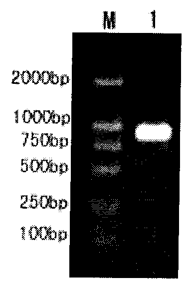 White spot syndrome virus VP292 polypeptide and application thereof