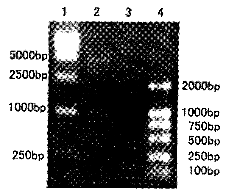 White spot syndrome virus VP292 polypeptide and application thereof