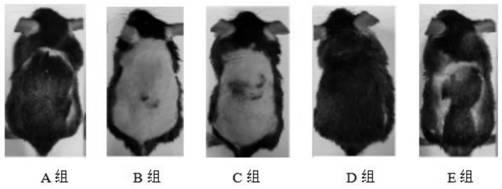 Nano composition with hair loss preventing, hair growing, hair fixing and hair blackening functions as well as preparation method and application thereof