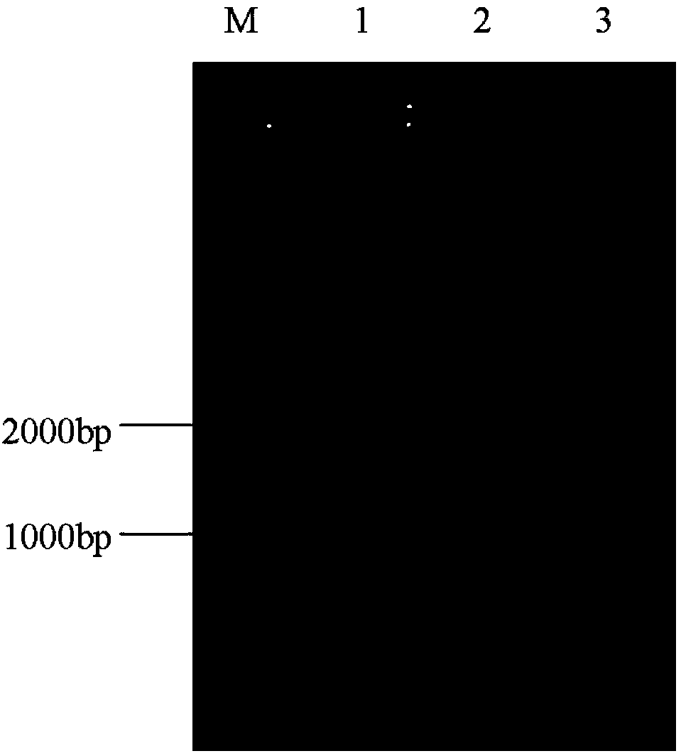 H5-subtype avian influenza vaccine candidate strain rS-156-/170+/181- as well as construction method and application thereof